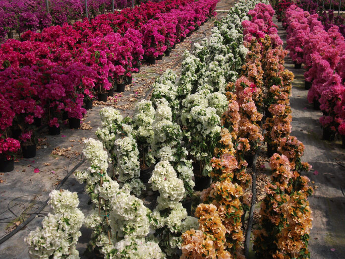 Borrelli_Bouganvillea_OR_2_2026_foto_5