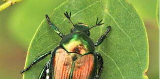 popillia japonica
