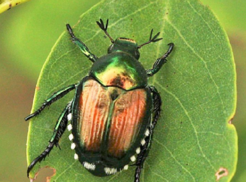 popillia japonica