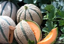 Melone retato, riscontri positivi per la novità Rijk Zwaan