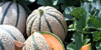 Melone retato, riscontri positivi per la novità Rijk Zwaan