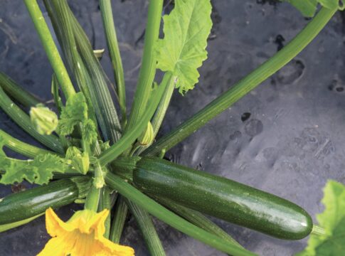 Zucchino, Syngenta presenta Zantes per le coltivazioni del Nord Italia