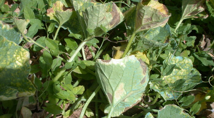 Cucurbitacee in pieno campo: attenzione a peronospora e oidio