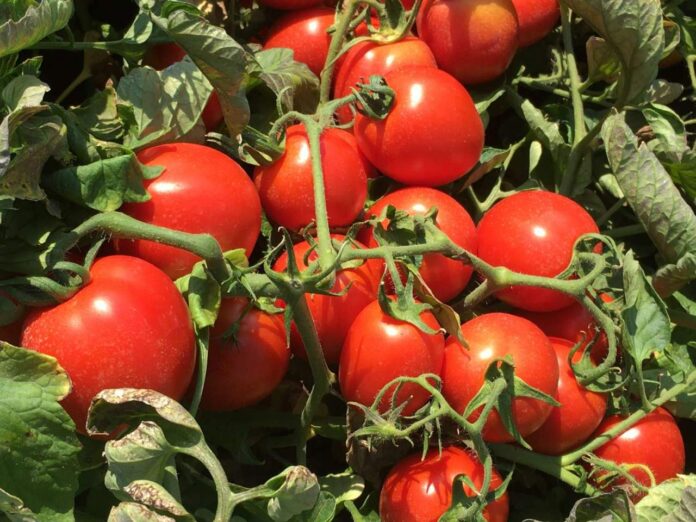 pomodoro industria usata OR e TV