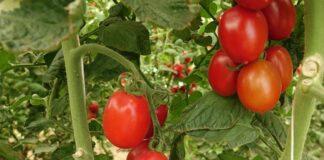 Pomodoro senza sapore? La genetica racconta una storia diversa