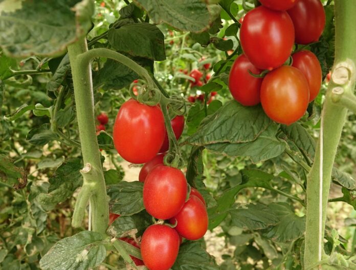 pomodoro mensa usata online
