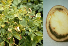 Patata, rilevato un focolaio di marciume anulare in Calabria