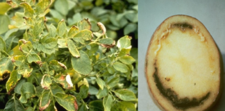 Patata, rilevato un focolaio di marciume anulare in Calabria