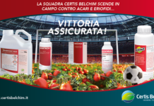 Pomodoro da industria, la strategia Certis Belchim contro acari ed eriofidi acaricidi pomodoro da industria
