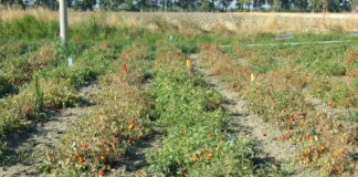 Pomodoro da industria in preraccolta, la difesa non si ferma con il caldo