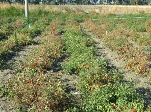 Pomodoro da industria in preraccolta, la difesa non si ferma con il caldo