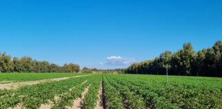 Orticoltura intensiva in Sardegna, tra sfide strutturali e opportunità di rilancio