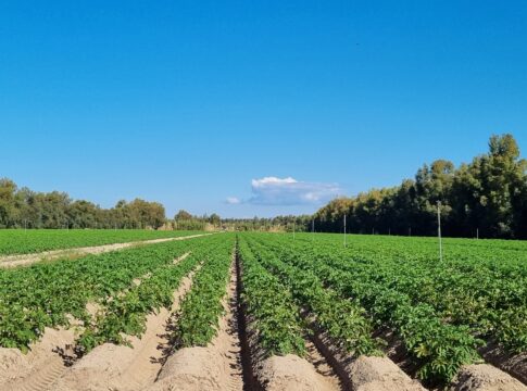 Orticoltura intensiva in Sardegna, tra sfide strutturali e opportunità di rilancio