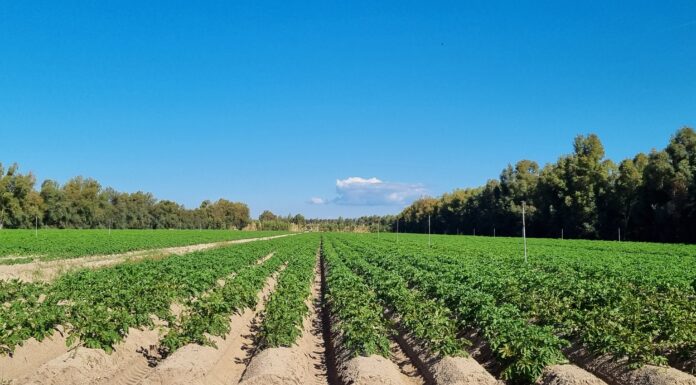 Orticoltura intensiva in Sardegna, tra sfide strutturali e opportunità di rilancio