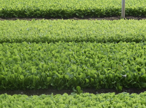 Quarta gamma, il clima cambia le regole della produzione: serve un nuovo patto di filiera