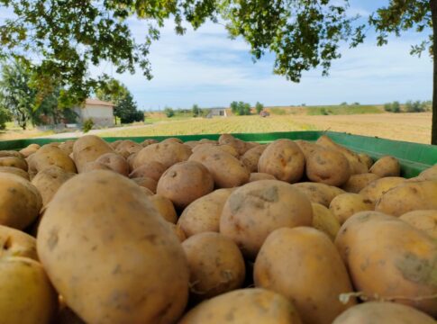 Patate, il clima taglia le produzioni: prezzi in aumento