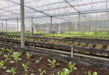 Vivaismo, debutta un nuovo standard di certificazione