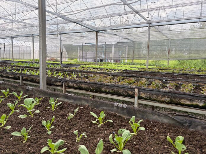 greenhouse with plants