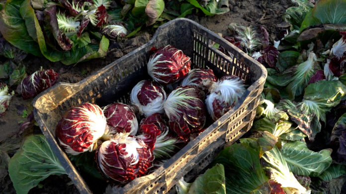 radicchio tondo Radicchio di Chioggia Igp
