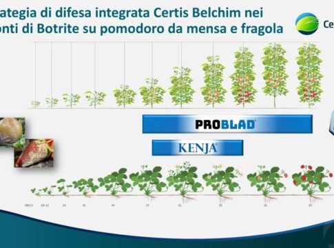 Kenja e Problad, difesa integrata contro la botrite controllo botrite fragola e pomodoro