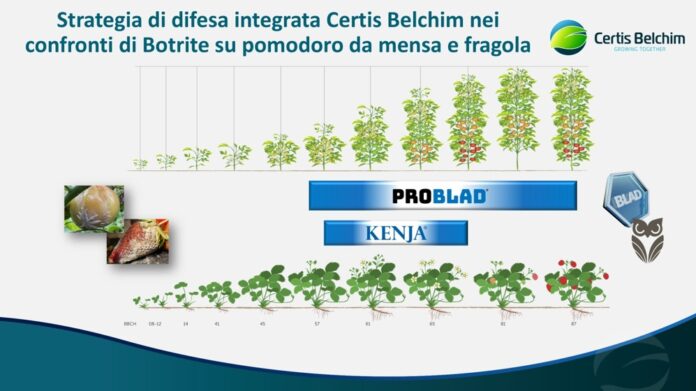 Certis Belchim controllo botrite fragola e pomodoro