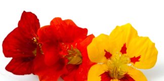 Fiori eduli, riconosciuta l’Iva al 4 per cento per begonia e nasturzio