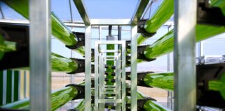 Microalghe, la forza verde che potenzia le colture