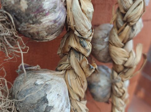 L’aglio rosa di Nicastro è un nuovo Presidio Slow Food