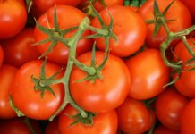 pomodori