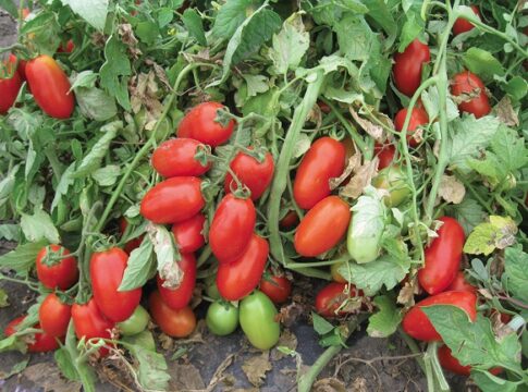 Pomodoro da industria al Sud, campagna 2026 meglio del previsto: rese buone e prezzi rispettati