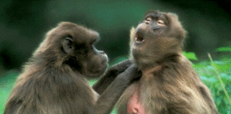 Effetto specchio, la risata risulta contagiosa anche tra i “primati”