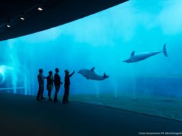 Acquario Genova, nuove lunghe superfici strasparenti per ammirare i cetacei