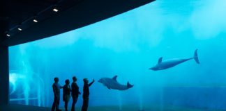Acquario Genova, nuove lunghe superfici strasparenti per ammirare i cetacei