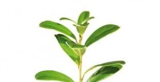 Progetti investimenti Italia, si intravedono “germogli” della possibile ripresa