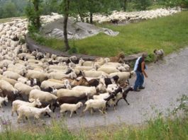L’effetto “gregge” esiste. Studio conferma importanza per definizione vie d’esodo