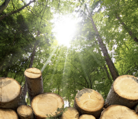 Da Assolegno soluzione “naturale” per arginare aumento costi legno