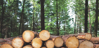 Certificazione PEFC per FerreroLegno