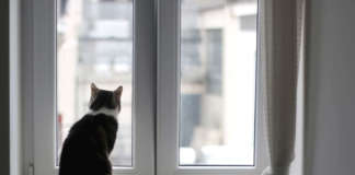 animali domestici e sistemi di allarme