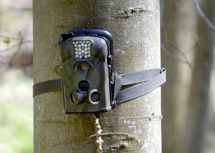 960px-Landschaftsschutzgebiet_Steinberg_-_Wildtierkamera