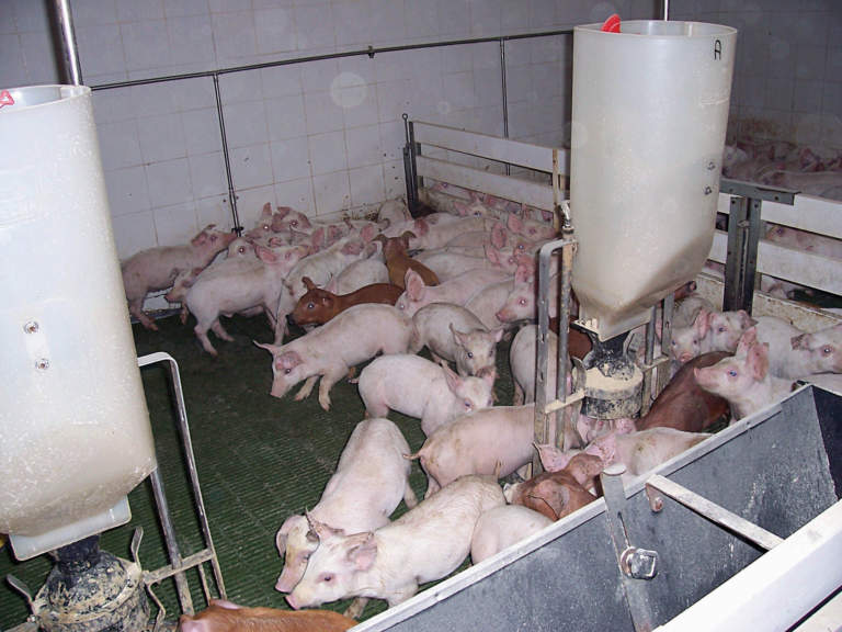 suinicoltura