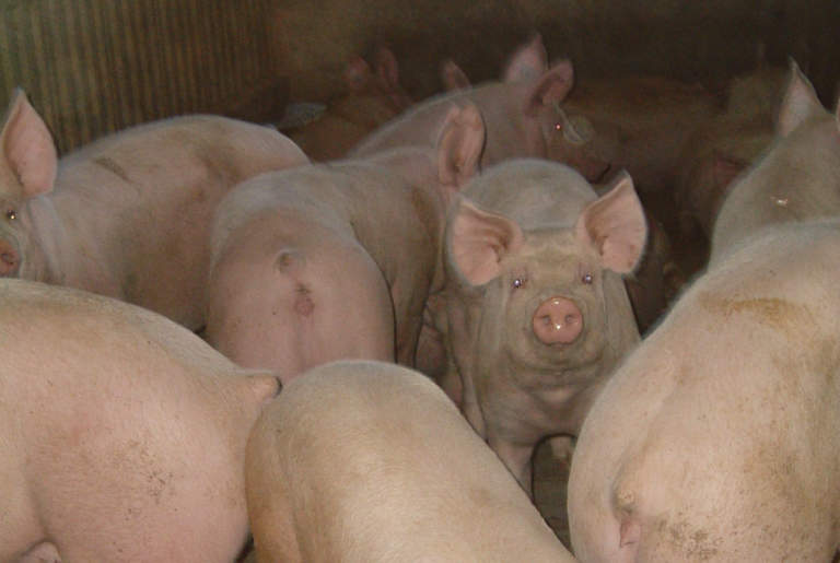 benessere suino pesante