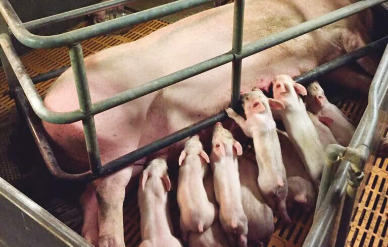 LivaPig: più suinetti nati vivi, più pesanti e più vitali