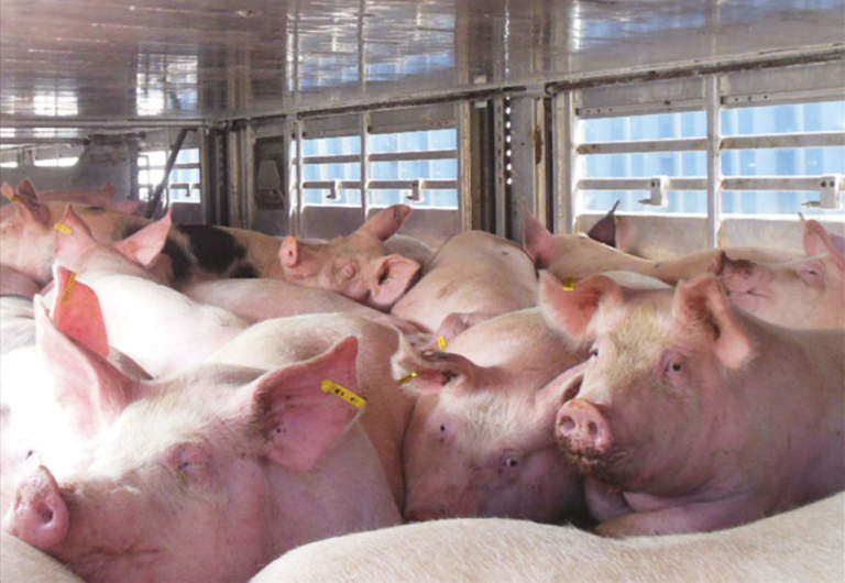 trasporto suini suinicoltura