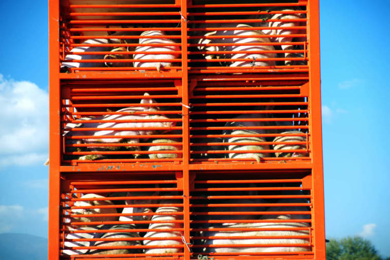 trasporto suini vivi