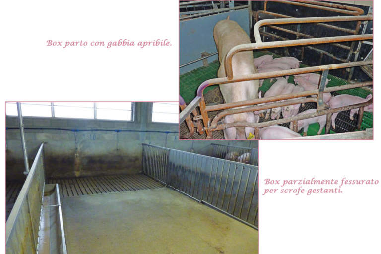 responsible ham box suini