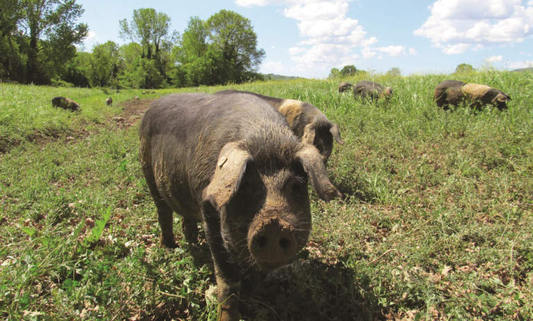 Campania, allevamenti all'aperto