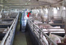 piano nazionale veterinario