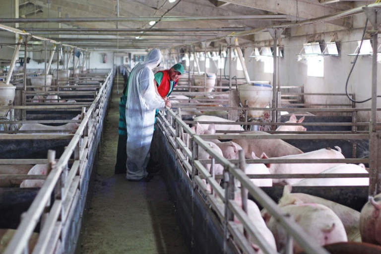 piano nazionale veterinario