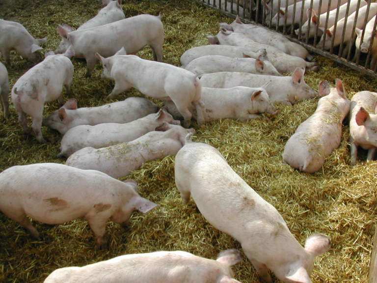 Ozono in porcilaia, meno farmaci e più guadagno