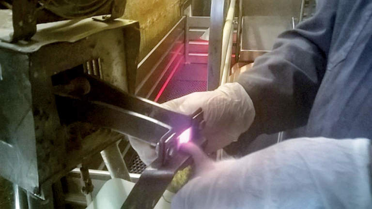 taglio della coda dei suinetti